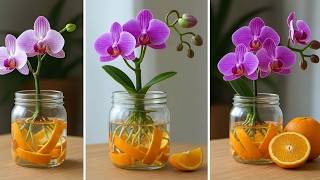 Just orange! Orchids grow extremely fast and bloom year round.