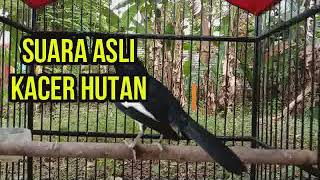 Download lagu SUARA ASLI KACER HUTAN, BAGUS BUAT PANCINGAN KACER MALAS BUNYI mp3