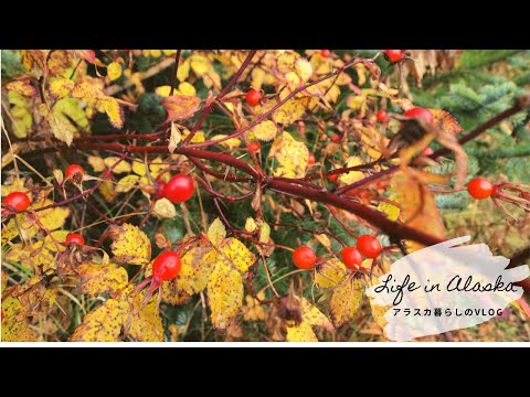 おばあちゃんのレシピによるローズヒップジャム 植物