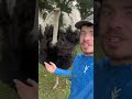 The Jimmy Shimmy! #animals #funnyanimals #birds