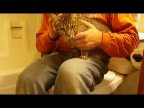 Brushing Notch's teeth