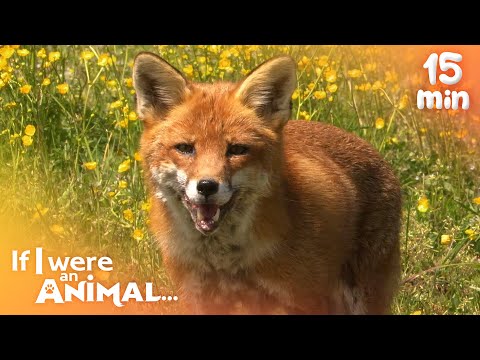 If I were an Animal - Growing and Learning with Animals  | Compilation | Wild Animal World