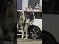 Amitabh Bachchan Departs For Ayodhya To Attend Pran Pratishtha Ceremony At Ram Temple