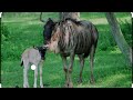 White Wildebeest