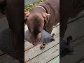 Dog Brings New Armadillo Friend
