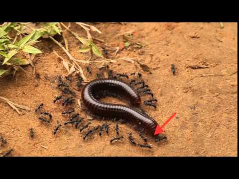 Blue daisy chain ants killing giant millipede in Cambodia! - ORIGINAL Leptogenys cyanicatena