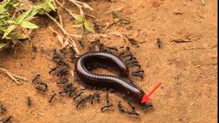 Daisy chain blue ants killing giant millipede in Cambodia! - ORIGINAL