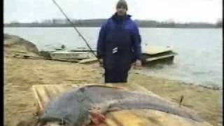 Смотреть онлайн Русская рыбалка на амурского сома