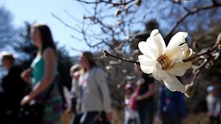 Hunderte strömen in London zur Blüte der seltenen Aasblume