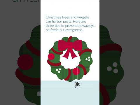 Holiday Pest-Proofing Part 1: The Tree