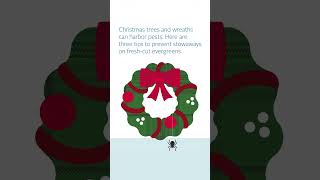 Watch video: Holiday Pest-Proofing Part 1: The Tree