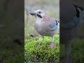 Everything You Need To Know About The Eurasian Jay (Garrulus glandarius)