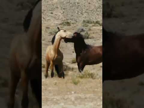 , title : '#cavalos  selvagens mustang brigando pelo direito de acasalamento.@andersonmalu.​'