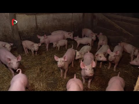 Pannon Gazda – 2025.03.07.