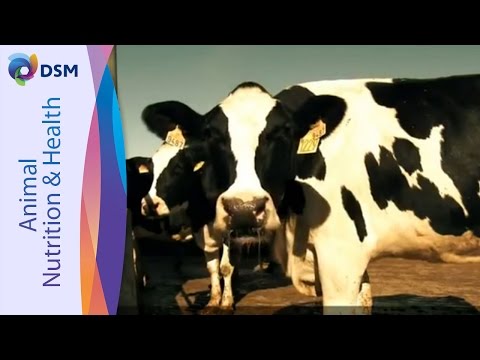 comment augmenter la production de lait de vache