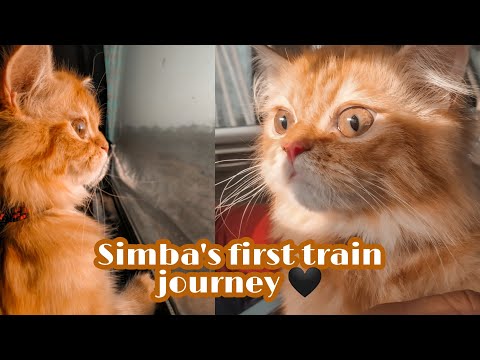 Simba's First Train Journey l how to travel with your cat in train l YASHASVI CHAUHAN
