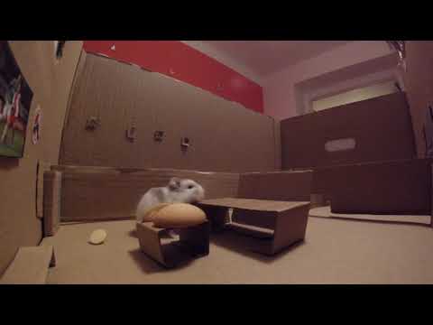 Vyrobili jsme křečkovi dům