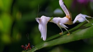 Inspiring Praying Mantis