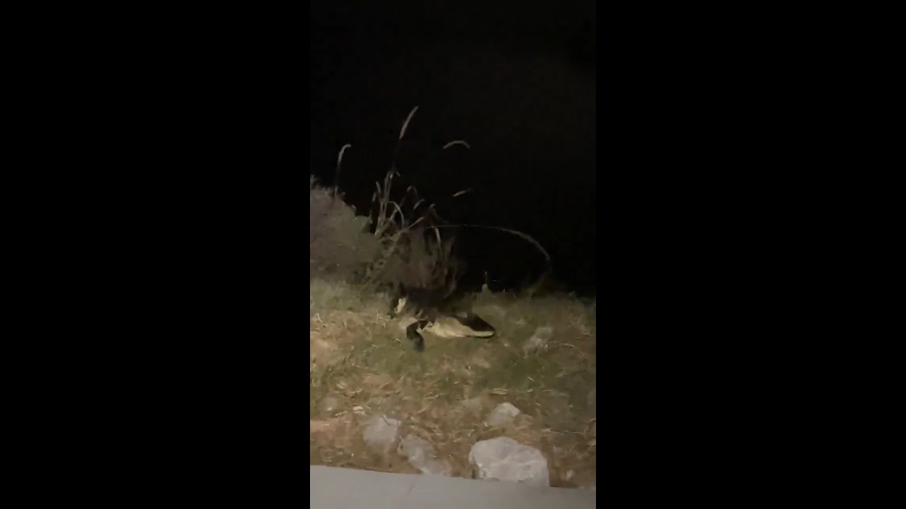 Photographer Encounters Gator at Night