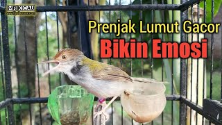 Download lagu Tembakan Prenjak Lumut ( Lancur ) Cocok Untuk Masteran & Pancing Bunyi mp3 Download lagu Tembakan Prenjak Lumut ( Lancur ) Cocok Untuk Masteran & Pancing Bunyi mp3