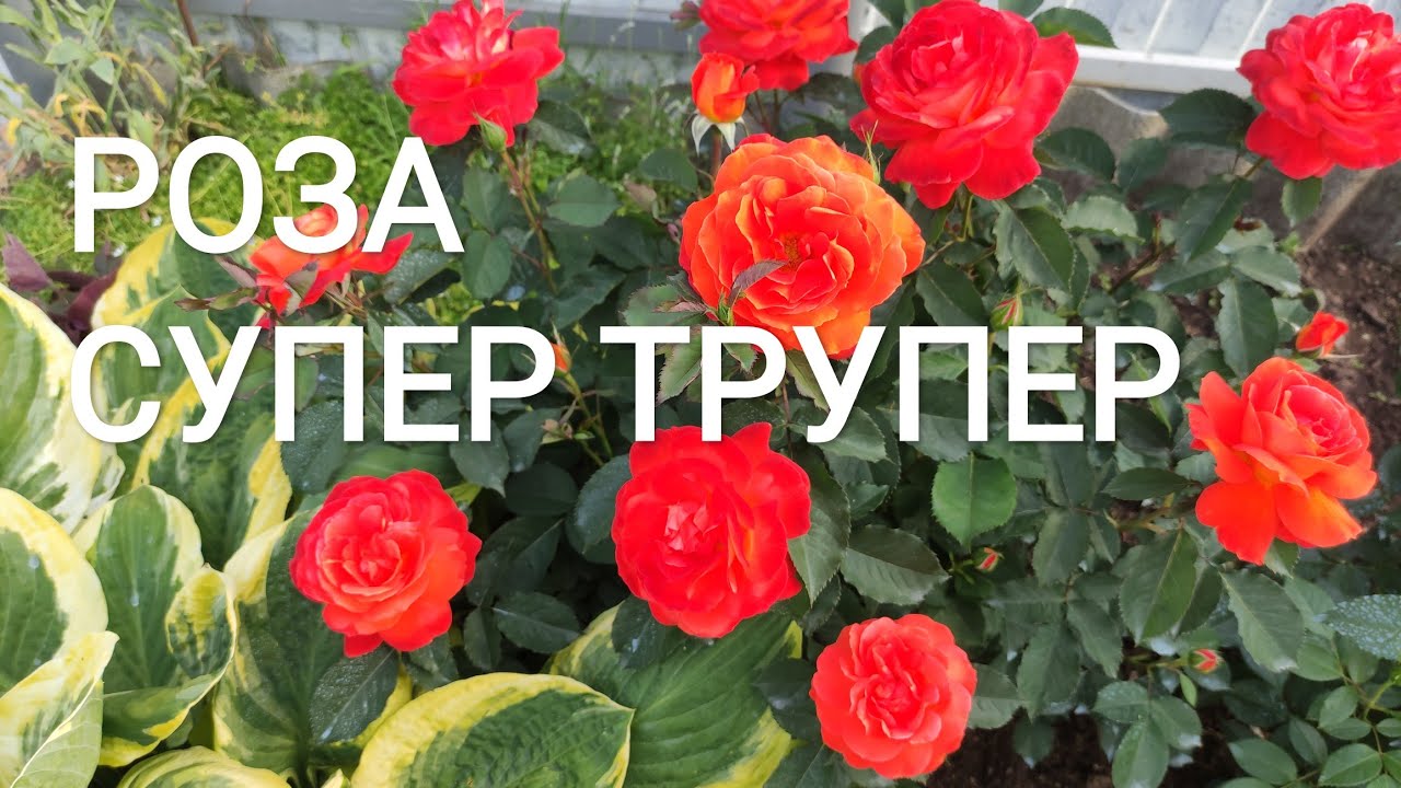 РОЗА СУПЕР ТРУПЕР. (Super Trouper) Огненная роза.????????????
