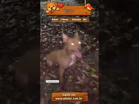 Vídeo de Tigresa