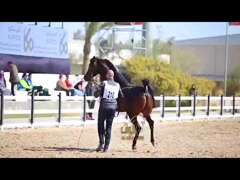 مروادي ابن وادي الشقب الحصان العربي MARWADEE DEL MAR