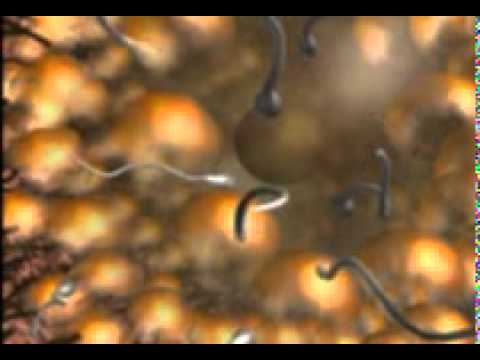 Tinktur Podmore Bienen aus Prostatitis Preporaty Prostata