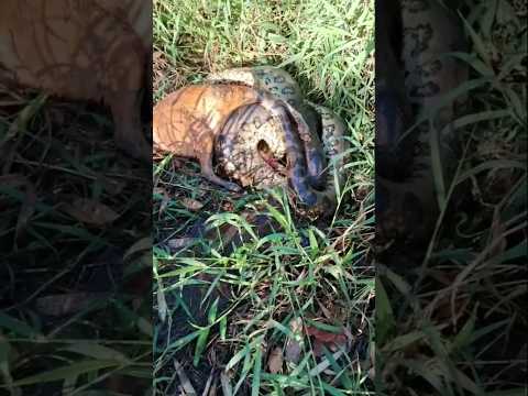 Sucuri Perto do meu rancho - Rio Grande - Guaraci SP