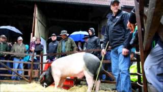 preview picture of video 'Prämierung Schwäbisch-Hällischer Zuchtschweine'