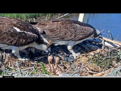 Feeding Time for the Osprey Chicks! Osprey Cam - Highlights