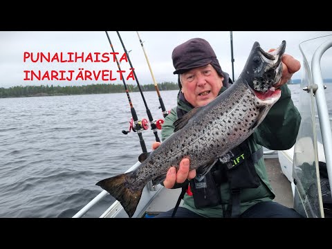 Punalihaista Inarijärveltä sähläten ja iloiten, Lapin kalavesillä osa 1/3