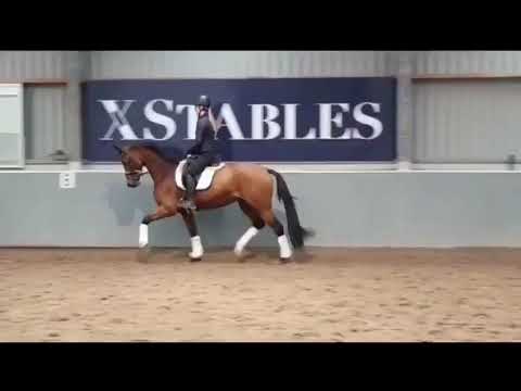 4 Yr. Goldberg X Belisimo