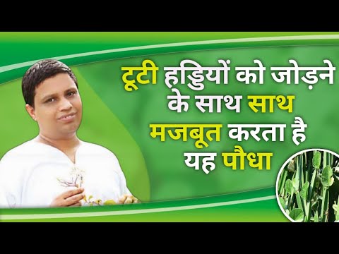 Asthishrunkala Hadjod Powder