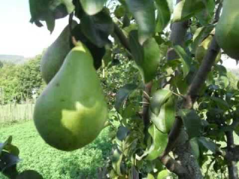 Virginia- Isus, Calvarul a urcat