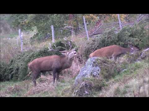 BRAME DU CERF 2018 - 15 jours d'affût et d'approche dans les Hautes-Vosges