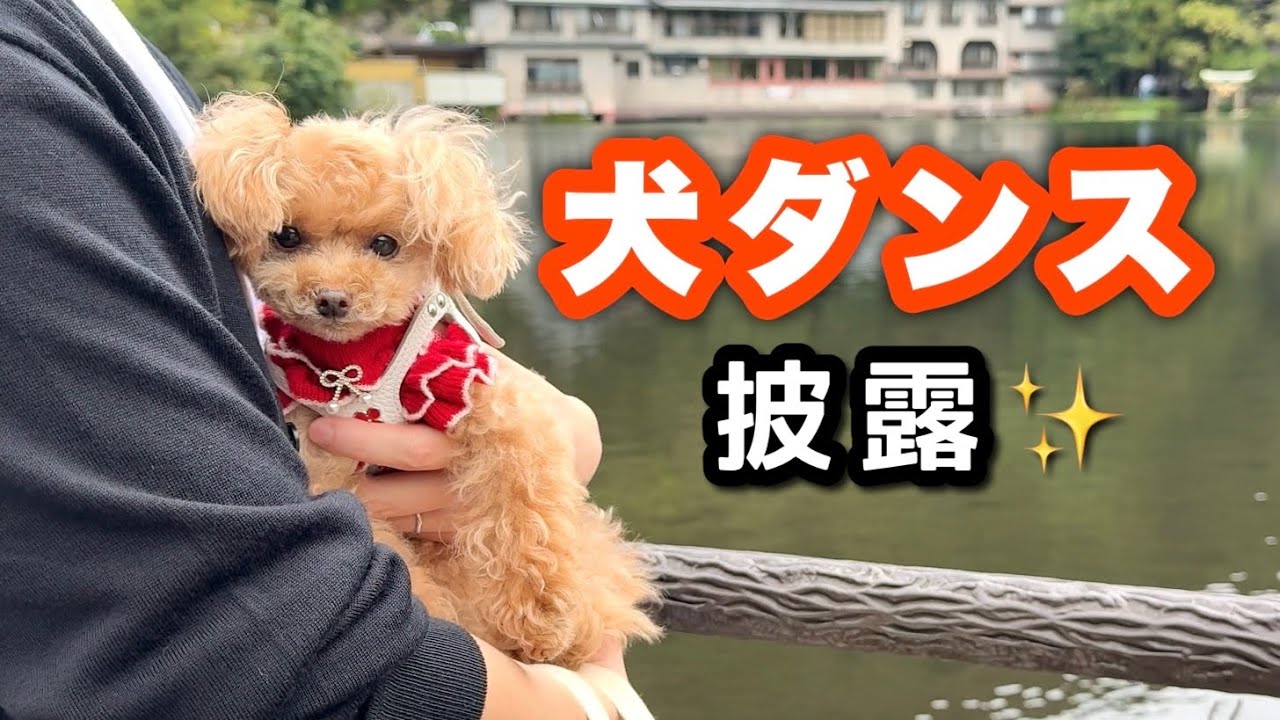 4年ぶりにブレイクダンスを披露する犬がおかしいｗｗ【トイプードルのコロン】