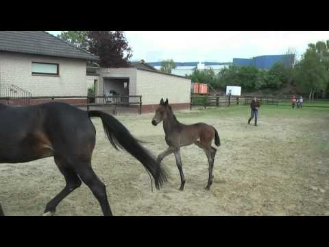 16 Hengstfohlen von Fürst Romancier - San Amour