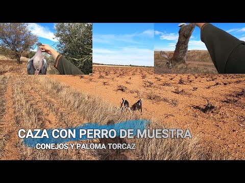 Caza de Conejos y Paloma Torcaz con perro de muestra🐕. Pedazo de jornada con 20 lances 😱