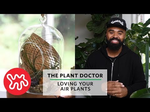 Loving Your Air Plants | The Plant Doctor Video