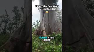 Dev Ağacı Ev İçin Kestiler! 😱