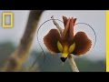 Documentary Nature - Birds of Paradise