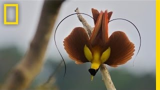 Tim Laman &amp; Ed Scholes: Birds of Paradise | Nat Geo Live