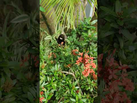 Linda Borboleta | Som da chuva  #shorts