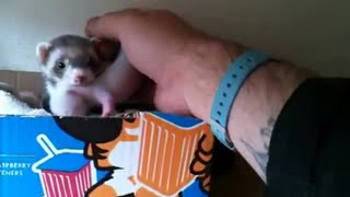 Ferret shows human her babies