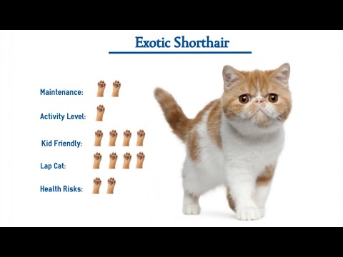 Everything About Exotic Shorthair Cats and kittens - Mykitten.in