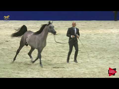 N 160 MAHER AL SAYED   Dubai 2019   Colts in 2 years old Class 10