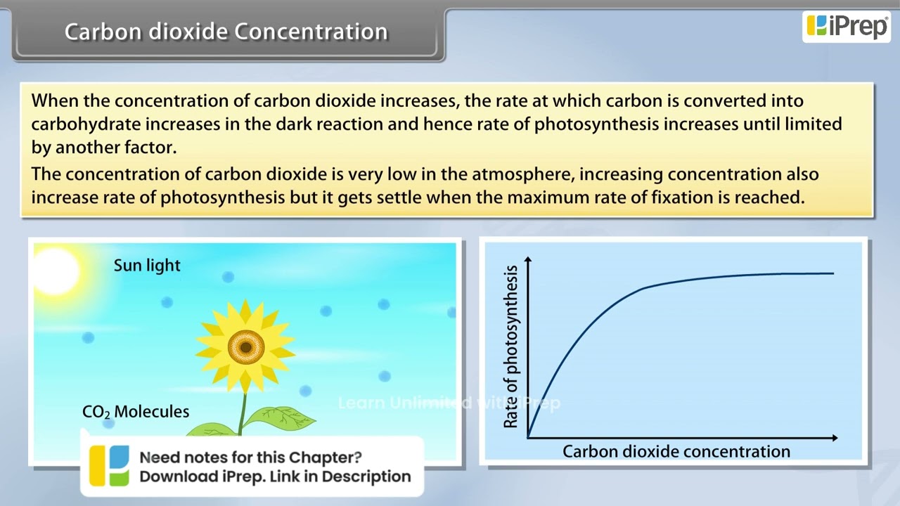 Carbon Dioxide Concentration | Photosynthesis in Higher Plants | Biology | Class 11th | iPrep