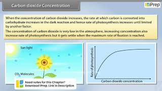 Carbon Dioxide Concentration | Photosynthesis in Higher Plants | Biology | Class 11th | iPrep