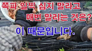 쪽파 심기. 쪽파 일찍 심지 말라고 매번 말리는 것은? 바로 이 때문입니다.(쪽파 심는시기, 쪽파 재배, 쪽…